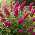 Potted Butterfly Bush Live Plant, 5-9" in Tall, Cold Hardy, Spring Outdoor PlantingBlooms Summer to Fall, Dormant in Winter (Dark Red Buddleia Plant)