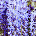 Blue Wisteria Tree Live Plant Well Rooted in 4 Inch Pot, Fragrant Wisteria Flowers for Outdoor Planting, 4 to 7 Inches Height