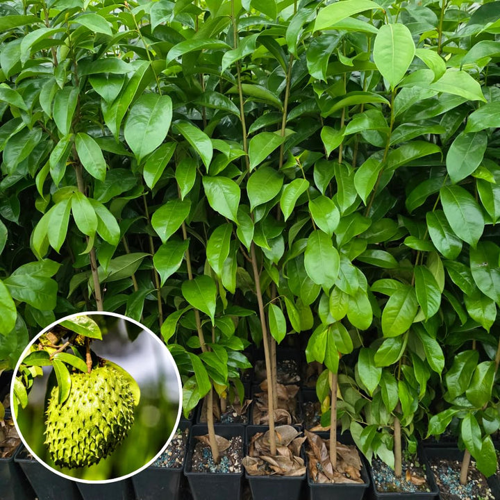 Guanabana Soursop Tree, 10-14 Inch Height, Sweet Soursop Plant Live for Planting, No Pot, Tropical Soursop Fruit Tree