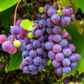 Concord Grape Vine, 1-2 Year Old, Live Grape Fruit Plant Live, Cold Hardy Grape Tree