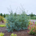 Eucalyptus Plant Live in 2.5" Pot, Baby Blue Eucalyptus Tree Live, Vibrant Blue, Fragrant, Starter Plants, Cold Hardy, Dormant in Winter