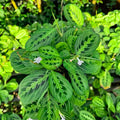 2 Maranta Prayer Plants Live, Tropical Maranta Plant, Indoor Houseplant in 3 Inch Pot for Hanging Basket, Easy to Grow, 3-5'' Tall