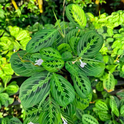 2 Maranta Prayer Plants Live, Tropical Maranta Plant, Indoor Houseplant in 3 Inch Pot for Hanging Basket, Easy to Grow, 3-5'' Tall