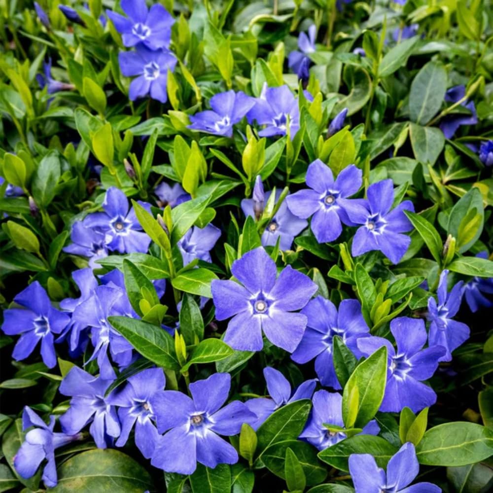 Set 60 Vinca Minor Periwinkle Plants Live, Creeping Vinca Vine Ground Cover, Starter Plants Perennial, Purple Flowers