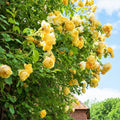 Rose Plant Live Ready to Plant, Fragrant Roses Flowers, in Pot, Ornamental Flowers Indoor Outdoor Home Garden (Lemon Rose)