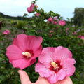 Rose of Sharon Plant, Hardy Althea Hibiscus Flowering Shrub in 4'' Pot, Outdoor Garden Starter Plant for Landscape or Hedge (Pink)
