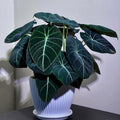 2 Black Velvet Alocasia Plants Live Houseplant for Indoor Outdoor Growing, 4 to 8 Inches Tall, Rare and Hardy
