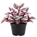 Wandering Jew Plant in 2'' Pot, Tradescantia Plant Live, Tradescantia Trailing Vine, Fast-Growing Indoor Houseplant (Pink Tradescantia Nanouk)