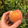 Peach Live Plant, Grafted Peach Plant 1 Feet Tall, Fruit Tree Well-Rooted for Planting (Golden Yellow)
