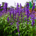Blue Salvia Plant, Live Sage Plant in Quart Pot, Perennial Herb Plants for Outdoor Indoor Growing