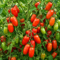 2PPP San Maranzo Tomato Plants Live, Garden Vegetable Plant, 5-8'' Tall