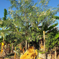 Moringa Seedling Tree Live Plant, High Yielding Moringa Oleifera Plant in 4" Pot, 6-8 Inches in Tall Well Rooted, Malunggay Dormant in Winter