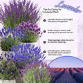 4 Lavender Plants Live Starter Plants Plugs 1-3" in Tall, Hardy Perennial Lavender for Garden and Landscape with Fragrant Purple Blooms, No Pot (Deep Blue)