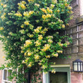 Honeysuckle Plant Live for Planting, Lonicera Honeysuckle Vine, Very Hardy, in 2.5 Inc Pot, Fragrant Yellow Bloom