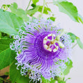 Purple Passion Flower Plant Live, 3 Inc Pot, Passiflora Flowering Vine Live Plant, Easy to Plant