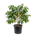 Paw Paw Tree, Pawpaw Live Plant, Fruit Tree, 1-2 Ft Tall