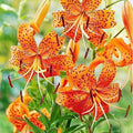 10 Turk Cap Lily Bulbs for Planting, Tiger Lily Like, Vibrant Orange Flower, Spring Bloom, Year-Round Planting