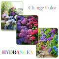 Hydrangea Live Plant in 2.5 Inc Pot, Hydrangea Tree Shrub Bush Perennial Outdoor Planting, Change Color Each Season (Rebloomer Pink Purple)