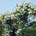 Rose Plant Live Ready to Plant, Fragrant Roses Flowers, in Pot, Ornamental Flowers Indoor Outdoor Home Garden (White Rose)