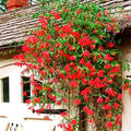 Major Wheeler Climbing Honeysuckle Plant Live, Fragrant Honeysuckle Plants Vine Bushes in 2.5 Inch Pot