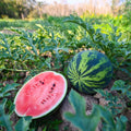 Watermelon Plant, Red Watermelon Plants Live, 4-6 Inches Tall, Fast Growing and Sweet Fruit for Outdoor Gardening or Backyard, 2 Plant Per Pot