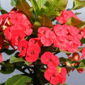Red Crown of Thorns Plant, Euphorbia Crown of Thorns Plant, Live Cactus Plant 4 Inches Pot, Cactus Plant Indoor