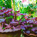 Burgundy Oxalis Plant Live, Oxalis Triangularis Shamrock Live Plant, 5 to 7 Inc Long