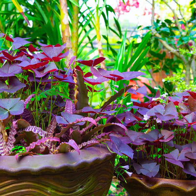 Burgundy Oxalis Plant Live, Oxalis Triangularis Shamrock Live Plant, 5 to 7 Inc Long