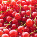Red Currant Live Fruit Plant, 10-12" Tall Starter Shrub for Garden, Patio, and Outdoor Spring Growing