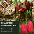 8 Red Awapuhi Shampoo Ginger Roots Rhizomes, 9 Months Old Roots, Fresh Zerumbet Zingiber Red Ginger Rhizomes Oudoor Planting, Pinecone Lily Ginger Flowers Cold Hardy