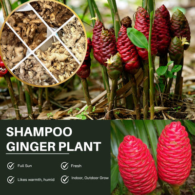 8 Red Awapuhi Shampoo Ginger Roots Rhizomes, 9 Months Old Roots, Fresh Zerumbet Zingiber Red Ginger Rhizomes Oudoor Planting, Pinecone Lily Ginger Flowers Cold Hardy