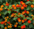 Lantana Live Plant for Planting Outdoors, Set 2 Live Lantana Plants, 4 to 7 Inch Tall, Lantana Perennial Plants, Ready to Plant, Red