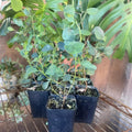 Live Eucalyptus Plant, Silver Dollar Eucalyptus Live Plant, Eucalyptus Plant Live, Live Eucalyptus Tree, Live Eucalyptus Plant Indoor