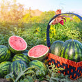 2 Watermelon Plants Live, Sweet Fruit Plant, 4 to 6 Inc Tall, Live Watermelon Plant Pot