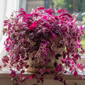 Wandering Jew Plant Live, Mix Tradescantia Zebrina in 2-Inch Pot, Colorful Trailing Indoor Houseplant, Tradescantia Vine