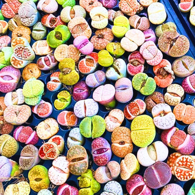 20 Lithops Live Plants, Multicolor Lithops Succulents Plants Live for Planting