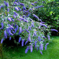Potted Butterfly Bush Live Plant, 5-9" in Tall, Cold Hardy, Spring Outdoor PlantingBlooms Summer to Fall, Dormant in Winter (Blue Buddleia Plant)
