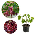 Grape Plant Live Potted, Fruit Vine Starter Plant 5-8 Inches, Hardy Climbing Seedless Grape Vine for Backyard Garden or Trellis (Red Grape)