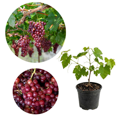 Grape Plant Live Potted, Fruit Vine Starter Plant 5-8 Inches, Hardy Climbing Seedless Grape Vine for Backyard Garden or Trellis (Red Grape)