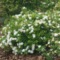 2 Frostproof White Jasmine Plants Live, Gardenia Plant Indoor Outdoor, Very Fragrant, 4 to 7 Inc Tall Live Jasmine Stree Plant, Hardy Zones 7-10