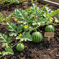 2PPP Sweet Watermelon Live Vine Plant, Watermelon Fruit Plant Live 4-7" Tall in 4" Pot, Red Sweet Fruit, Fast Growing Outdoor Garden Plant
