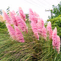 Pampas Grass Plant Live in 2.5" Pot, Ornamental Grass Live Plant for Planting Indoor Outdoor (Pink Pampas Grass)