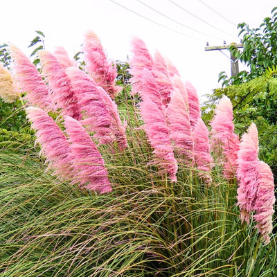 1 Pampas Grass Plant Live in 4" Pot, Ornamental Grass Live Plant for Growing Your Garden (Pink Pampas Grass)