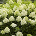 Lime Hydrangea Live Hydrangea Plant, White Flower Plant for Outdoor Planting, Approx 6-10 Inch Tall in 2.5 Inch Pot