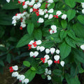 White Bleeding Heart Live Plant 8 to 10 Inches Tall, Clerodendrum White Flower Starter Plant Well Rooted