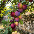 Cherry Plum Tree Live Plant, Plum Fruit Tree Plant, 2-3 Ft Tall