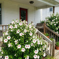 White Red Rose of Sharon Plant, Summer Bloom Garden Shrub, 6-12 Inch Tall
