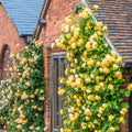 Rose Plant Live Ready to Plant, Fragrant Roses Flowers, in Pot, Ornamental Flowers Indoor Outdoor Home Garden (Lemon Rose)