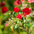 Red White Rose Plant Live, Rose Bush Shrub Plant, Climbing Rose Flower Plant, 2.5 Inc Potted