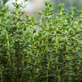 Set 2 Thyme Plants Live, Fragrant Thyme Herb, 5-7 Inches Tall, Compact Herb for Indoor Outdoor Growing